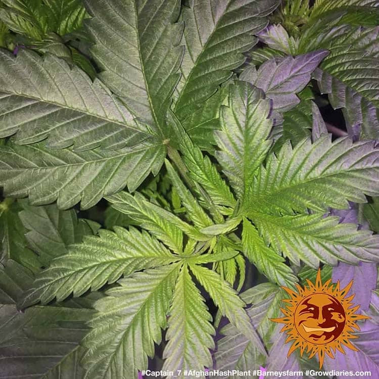 Afghan Hash Plant