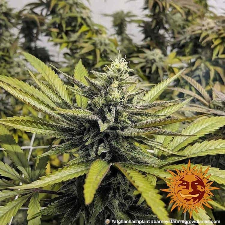 Afghan Hash Plant