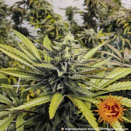 Afghan Hash Plant