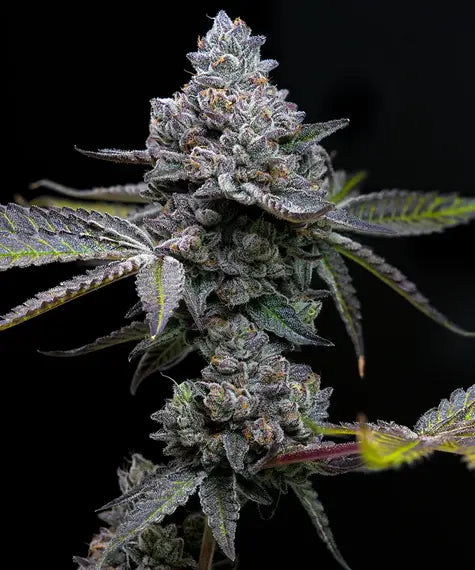 Apple Fritter