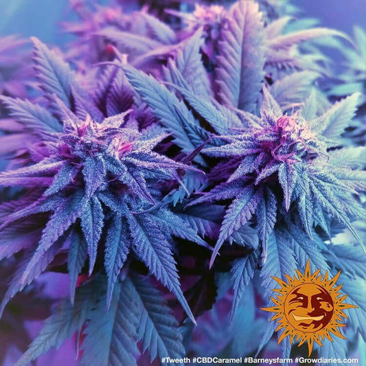 CBD Caramel